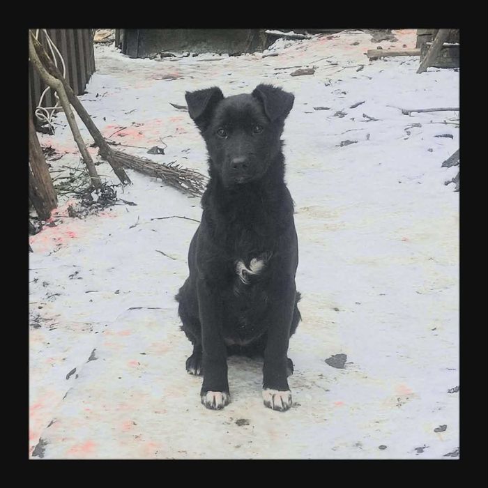 Крупні щенята в добрі руки