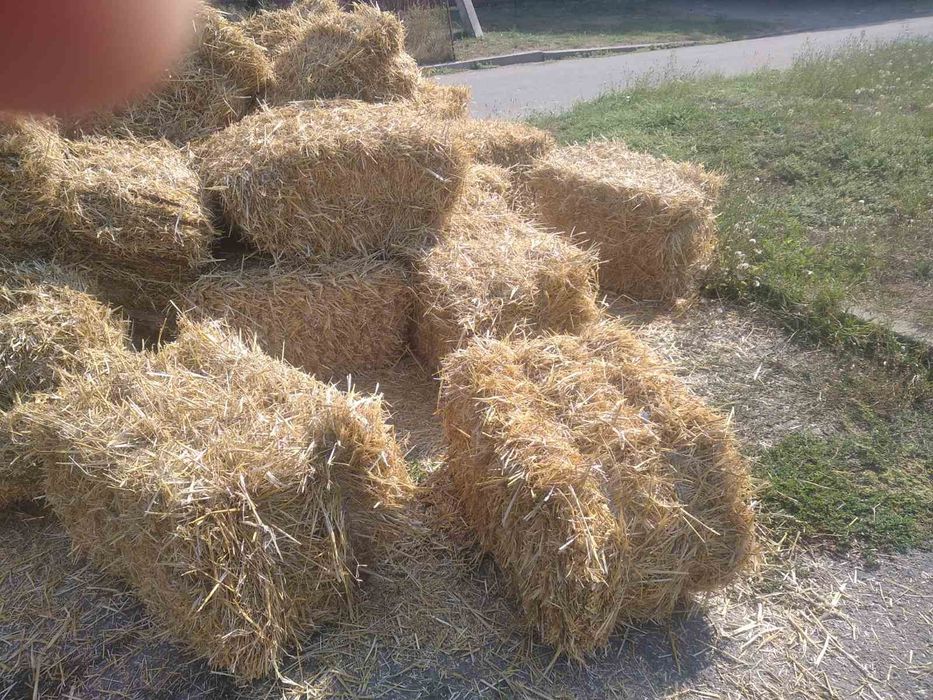 Продам солому пшеничну в тюках.