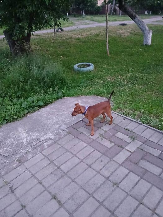 Продать щенков цвергпінчеров