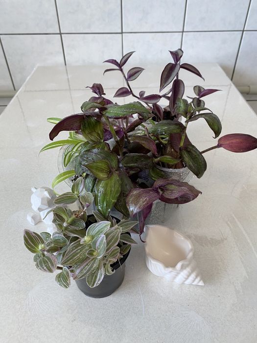 Традесканція 10 сортів традесканция