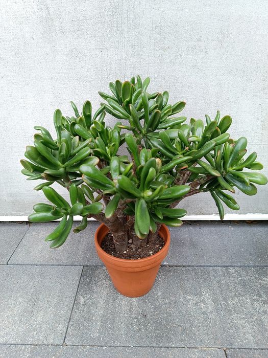 Wieloletnie Drzewko szczęścia grubosz crassula