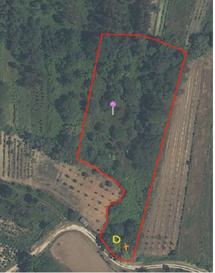 Terreno Agrícola (possibilidade de Casa em Madeira) - Assamassa, Soure