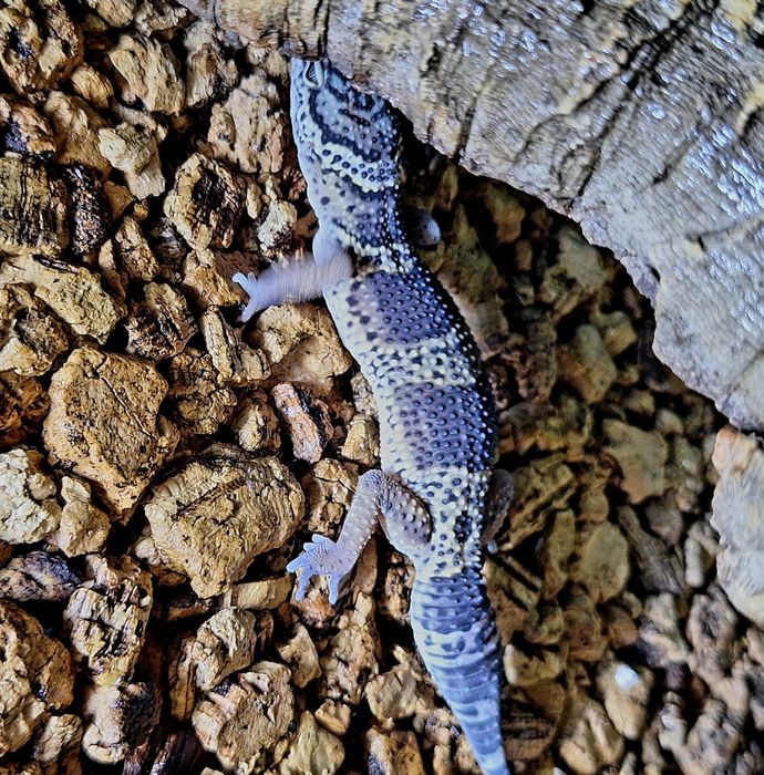 Gekonki lamparcie samice