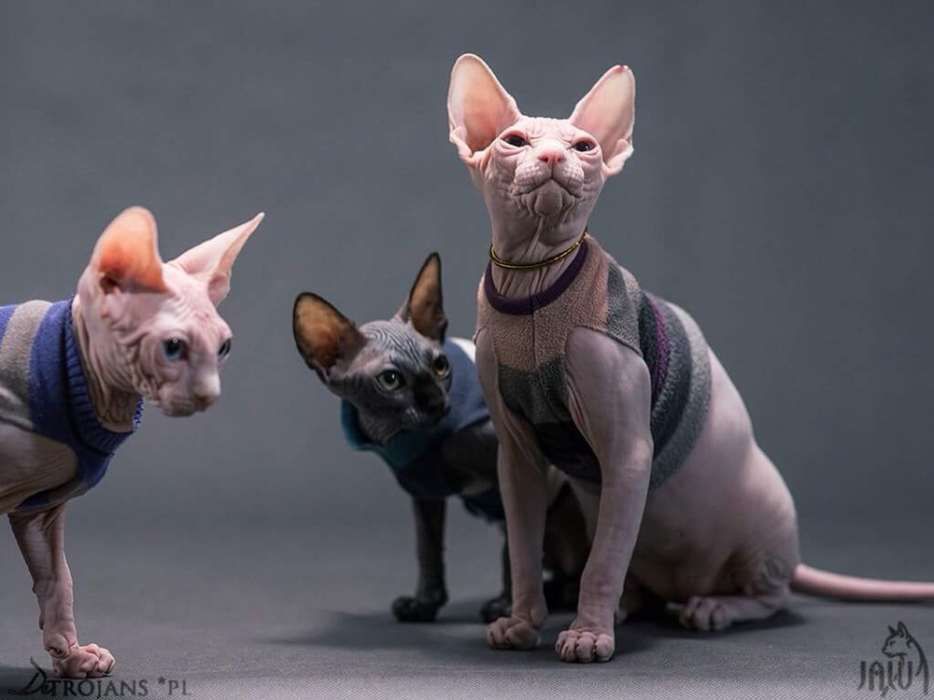 Sphynx Sfinks ‼️Czarna kicia 3m-ce dostępna na już! Warszawa Mokotów