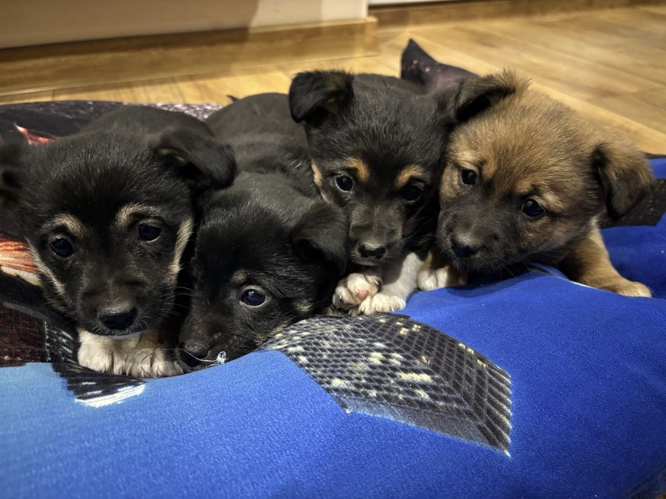 oddam ZA DARMO pieski