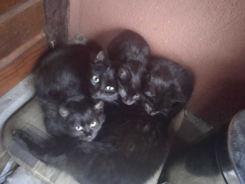 Oddam kotki czarne