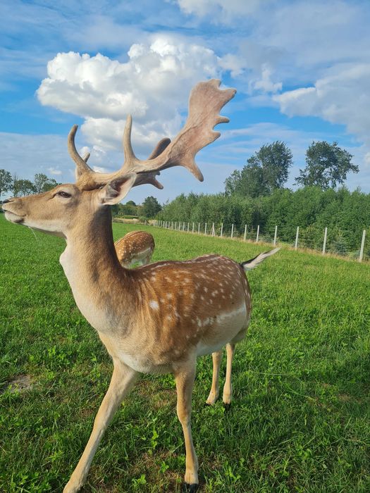 Daniel daniele samiec