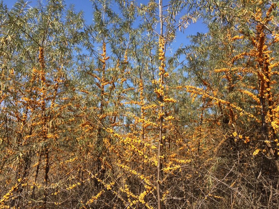 Обліпиха з медом, обліпиха, чай з обліпихи, енергетик, медомікс