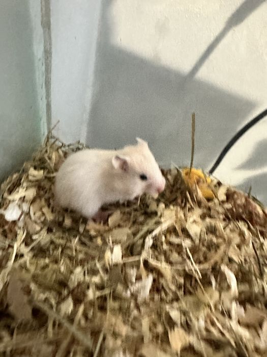 Chomiki syryjskie