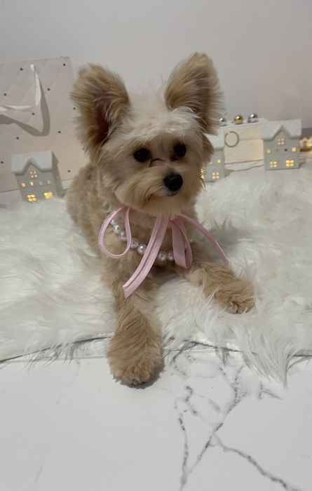 Помапу — Гарантовано закохаєтесь з першого погляду