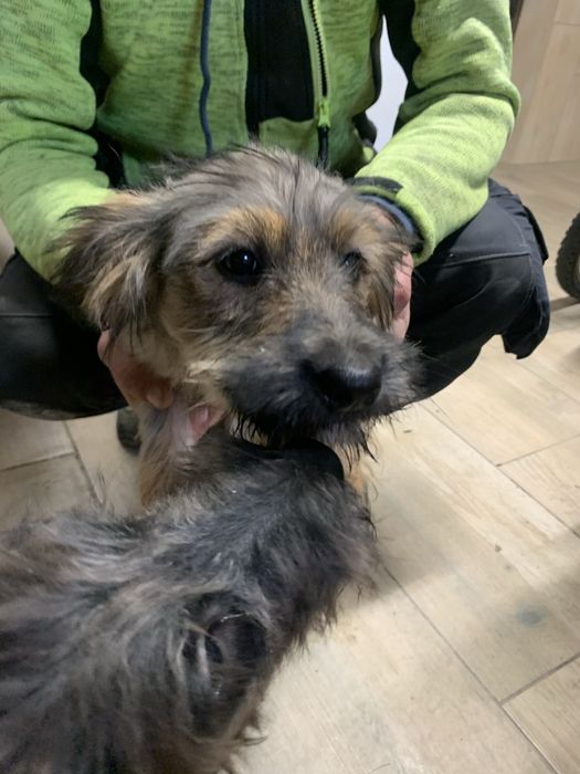 Oddam 4 miesięczne psy