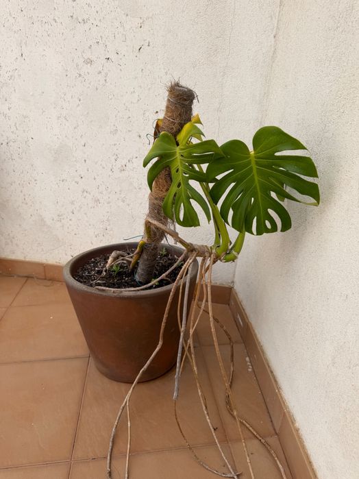 Vaso de Cerâmica de Alta Qualidade + Planta Monstera Deliciosa