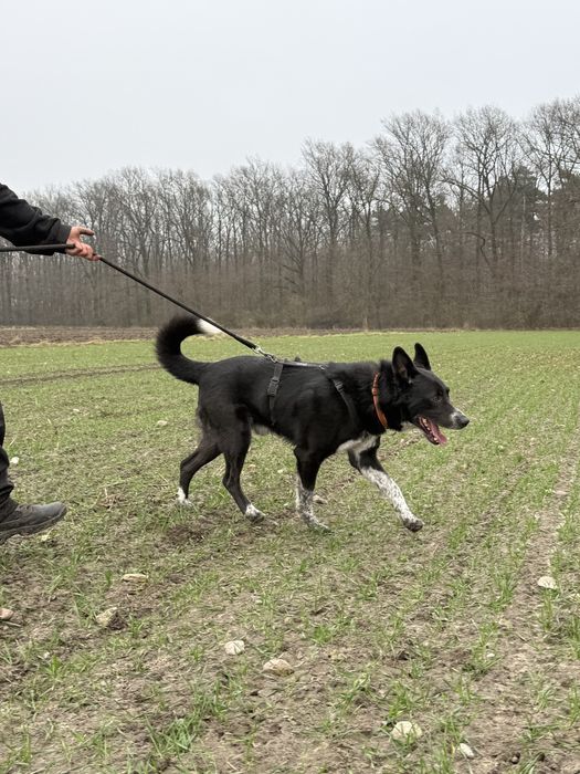 KORNEL do pilnej adopcji!