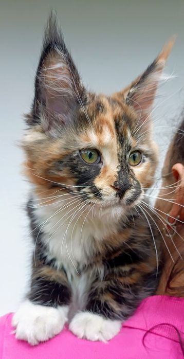 Dziewczynka Maine Coon