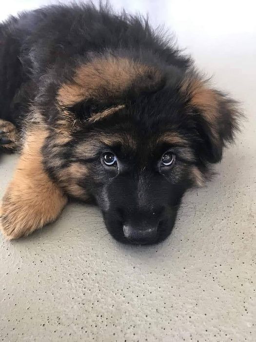 Owczarek niemiecki długowłosy