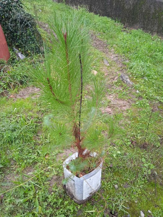 Pinheiros Mansos (Pinus pinea)