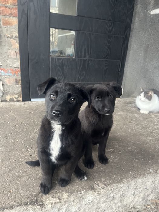 Віддам собачку в добрі руки