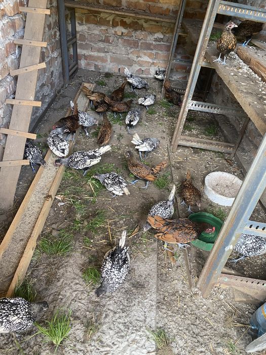 Продам курей сібрайта