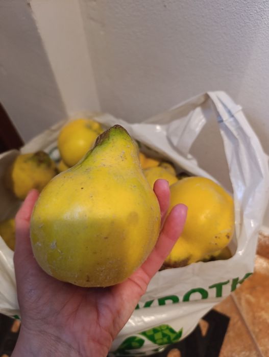 Pigwa z własnego ogrodu 5kg