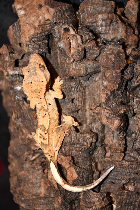 Gekon orzęsiony orzęsek młode