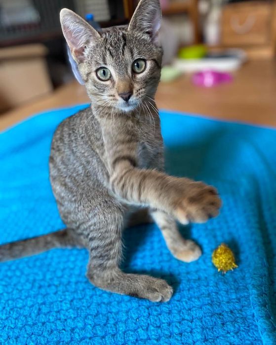 Cudna malutka Mgiełka do adopcji