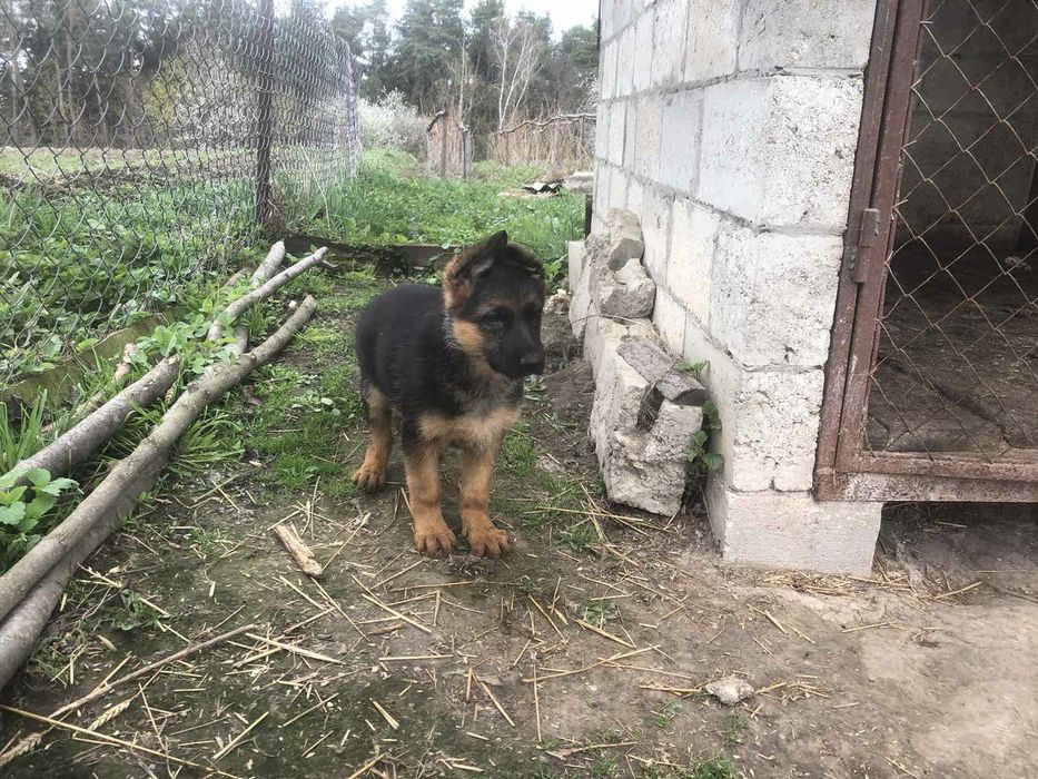 Цуценята німецької вівчарки