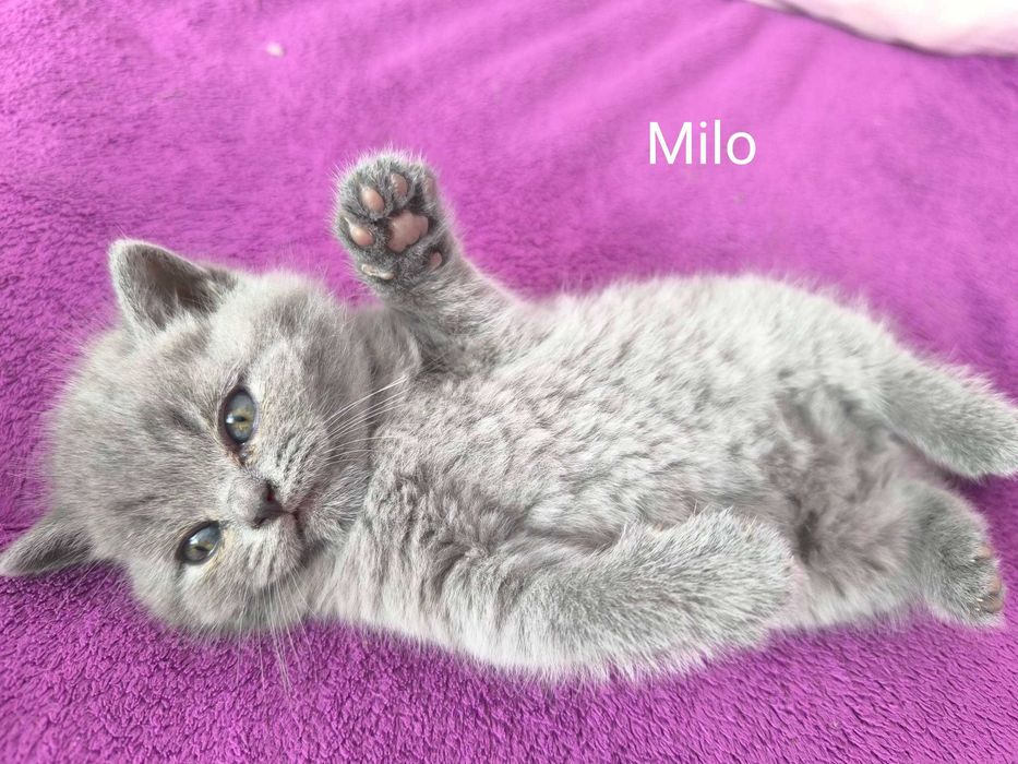 KOCUREK brytyjski krótkowłosy ElGato M&A