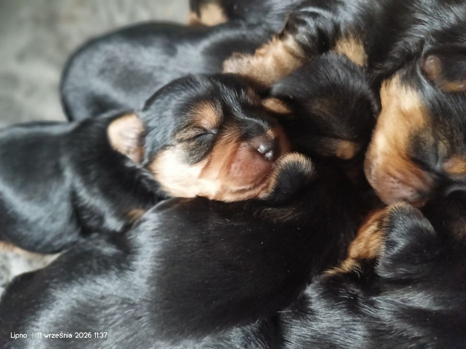 Yorkshire terrier dziewczynki