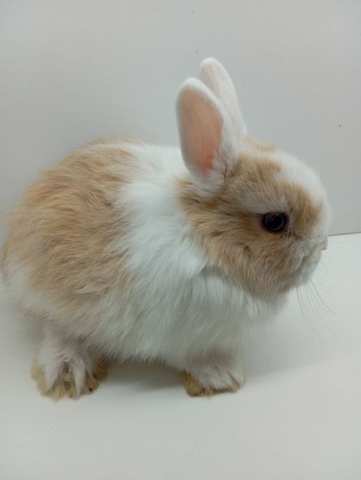 Króliczki  Minilop lwie karzełki sklep zoo Julianowska 7 b Łódź