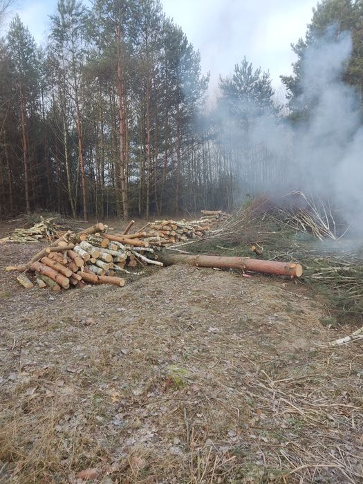 Sprzedam drzewo, drewno kominkowe