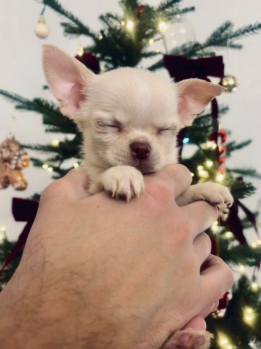 Chihuahua Piękny mały krótkowłosy kremowy z rodowodem!