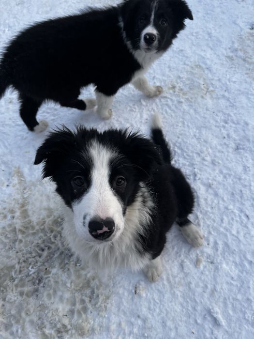 Border Collie suczka