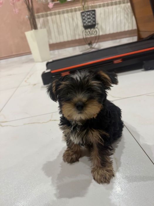 Yorkshire terrier szczeniak