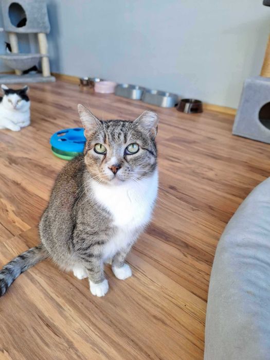 Pokochaj starszą chorą kotkę, okaż serce