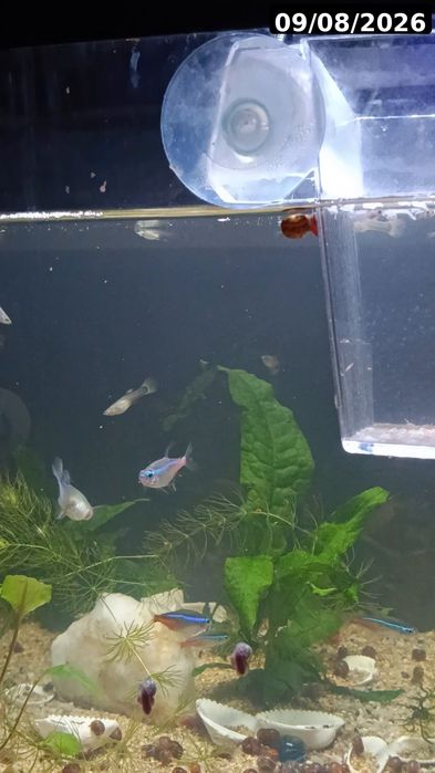 Guppies / Lebistes – Jovens 2 meses | Packs desde 1€