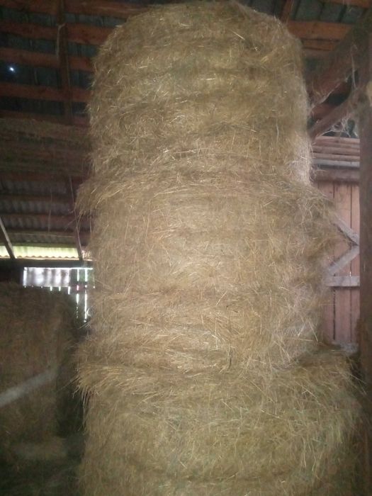 Siano w belach, rozmiar 150