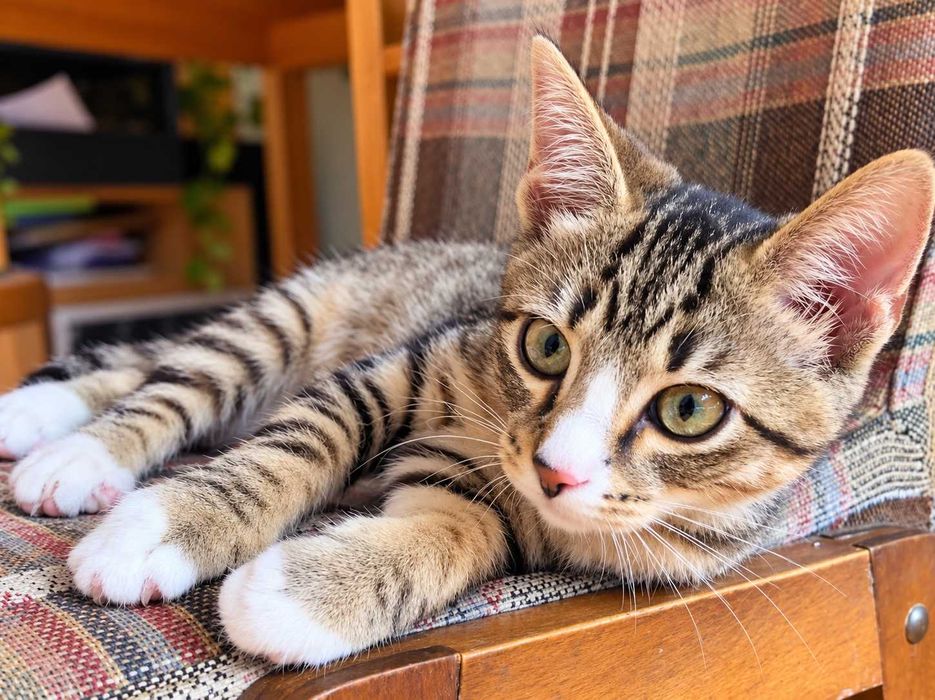 Uma cudowna kotka do adopcji