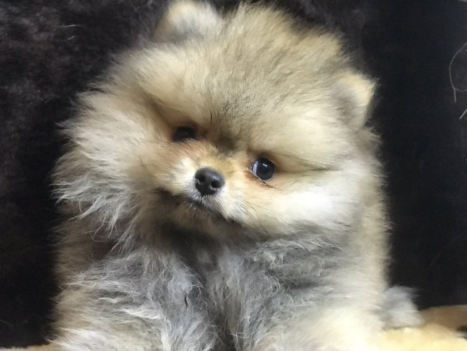 Померанский шпиц.Вязка.