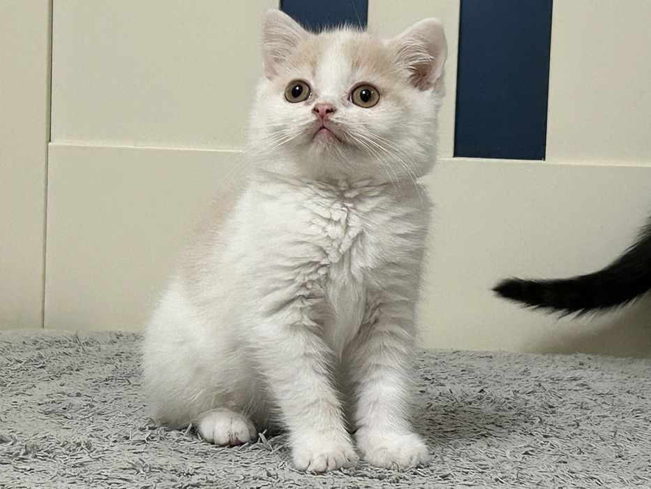 Kocurek Brytyjski Krótkowłosy, Kremowy Arlekin