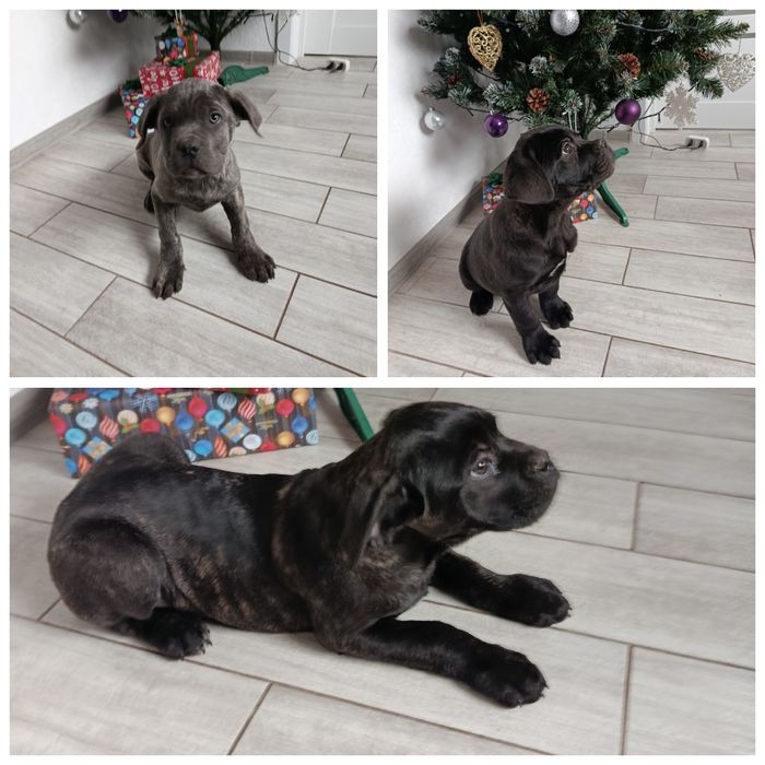 Цуценята породи Кане-корсо