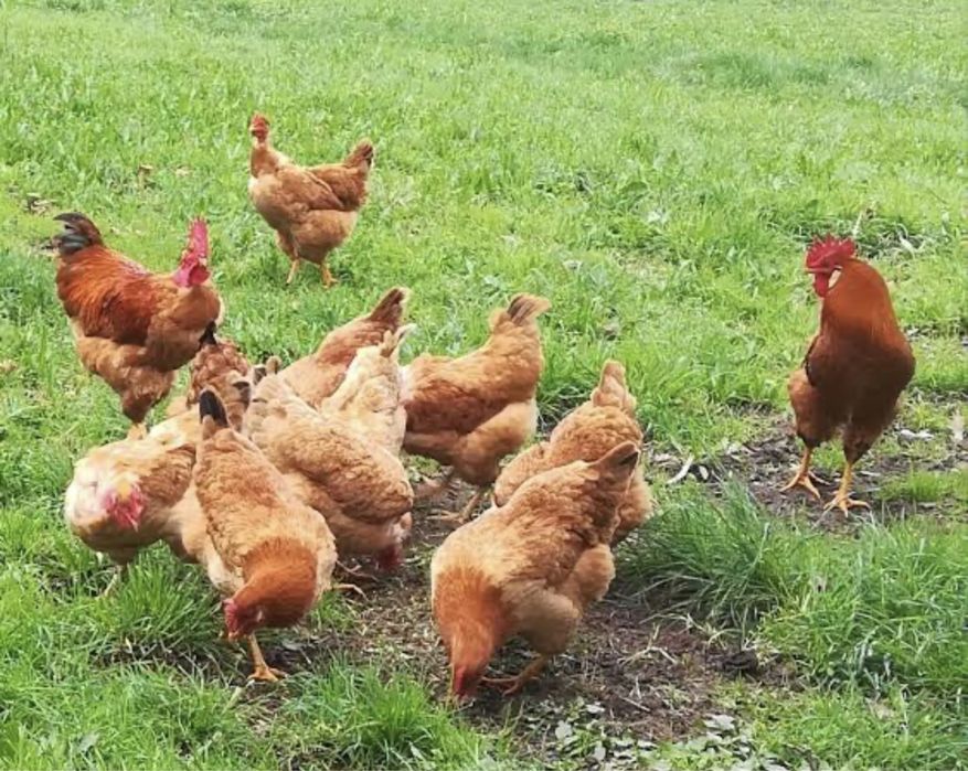 Ovos caseiros  3,50 a duzia