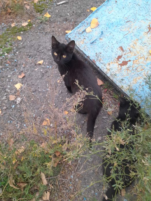 Кошенята в добрі ручки.