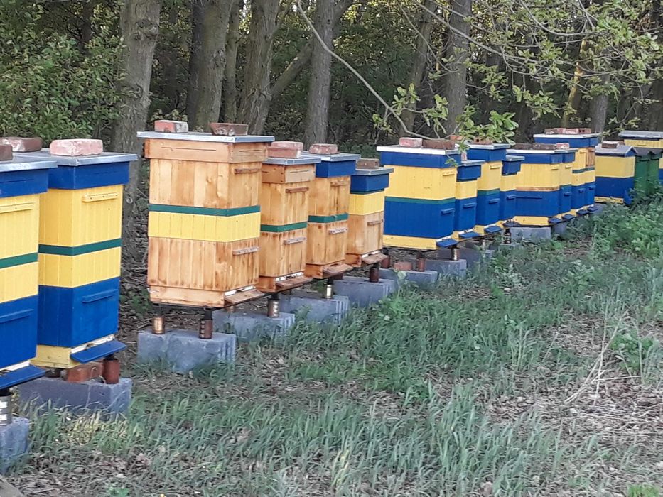 Miód pszczeli rzepakowy z własnej pasieki