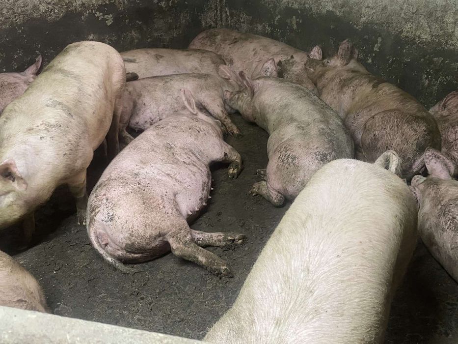 Продам свині мясні та мясосальні