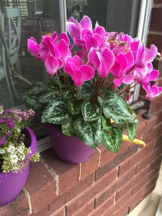 Квіти в горщиках до 14 лютого та 8 березня | ОПТ та РОЗДРІБ