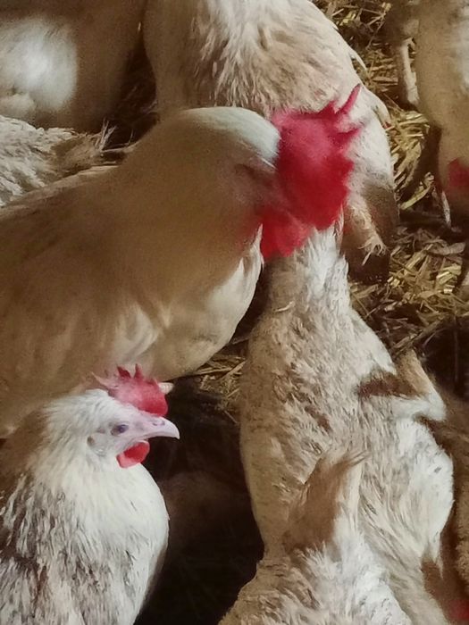 Jaja lęgowe kur Leghorn sprzedam