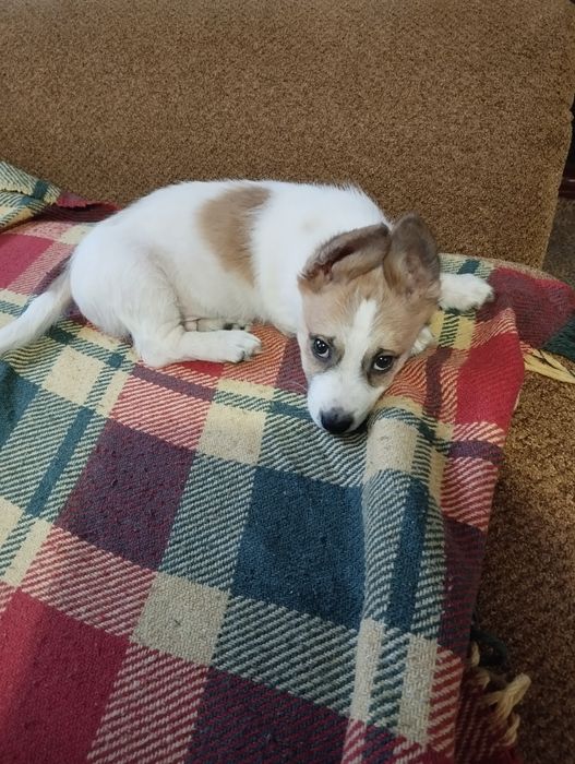 Віддам гарненького собачка