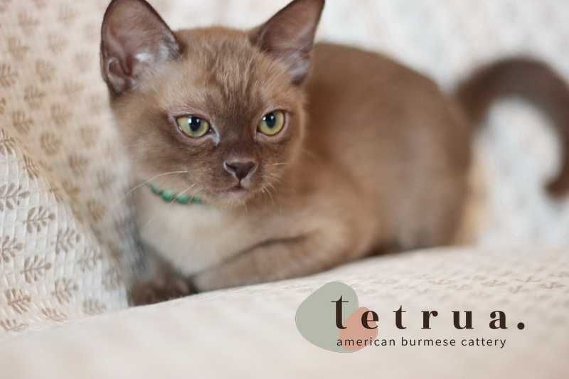 Шикарная малышка американской бурмы!