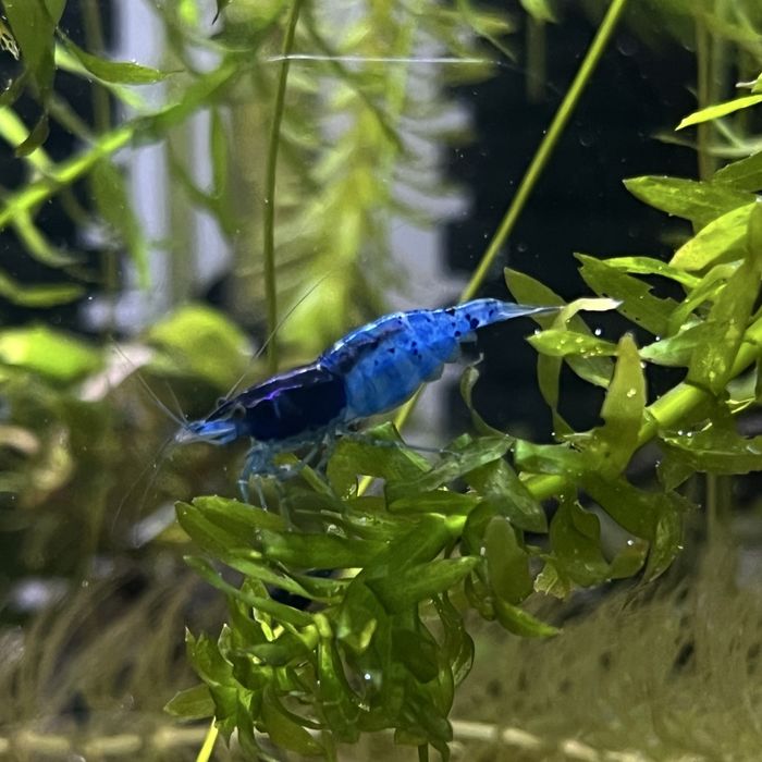 Krewetki Blue Velwet Niebieskie