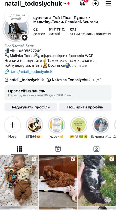 Цуценята Той Пуделя — Різні Окраси. Бронювання та Продаж